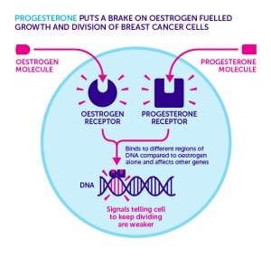 Progesterone receptor