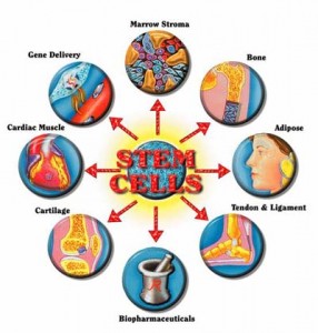 stem_cells_2
