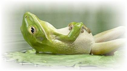 Relaxated frog